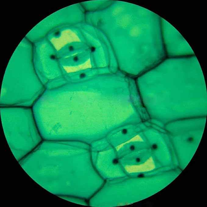 AmScope M148 Compound Monocular Microscope, WF10x Eyepiece, 40x-400x Magnification, LED Illumination, Brightfield, Single-Lens Condenser, Plain Stage, 110V or Battery-Powered, White