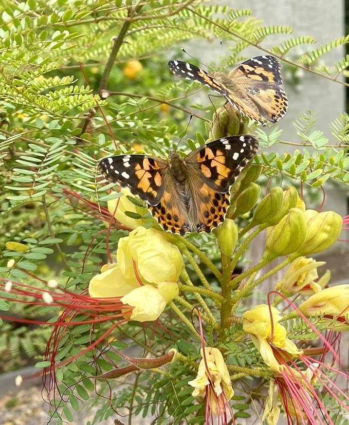 Insect Lore Butterfly Garden with Live Cup of Caterpillars | English and Spanish STEM Activity Journals | 5 Painted Lady Butterfly Baby Caterpillars and Mesh Habitat